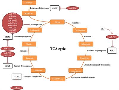 Corrigendum: ncRNAs: New Players in Mitochondrial Health and Disease?